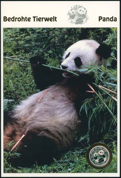 KOREA 1996 Farbmünze Panda 100 Won Silber